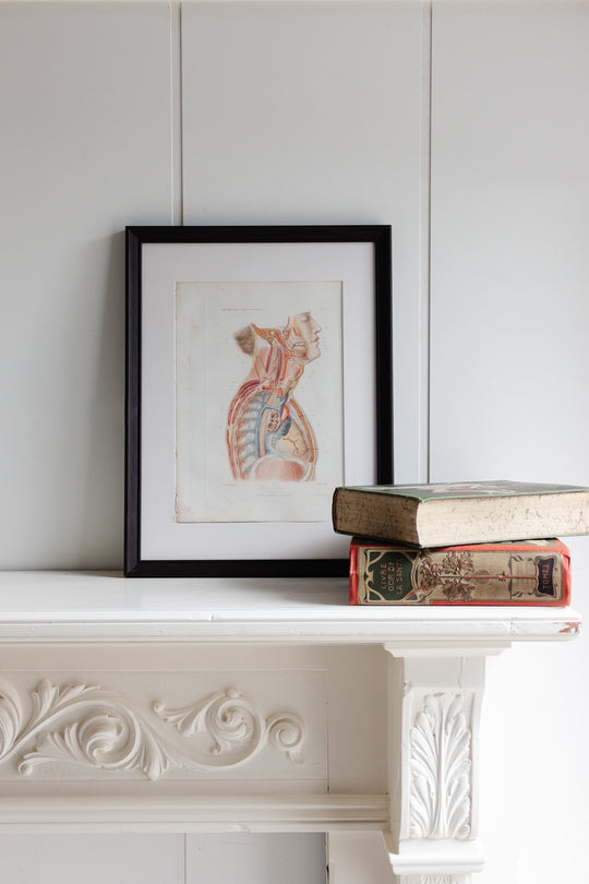 turn of the century antique french "cou et poitrine" anatomical book plate