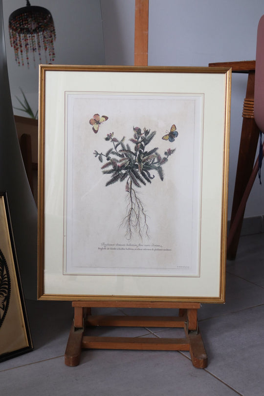 vintage french botanical "papillon" lithograph