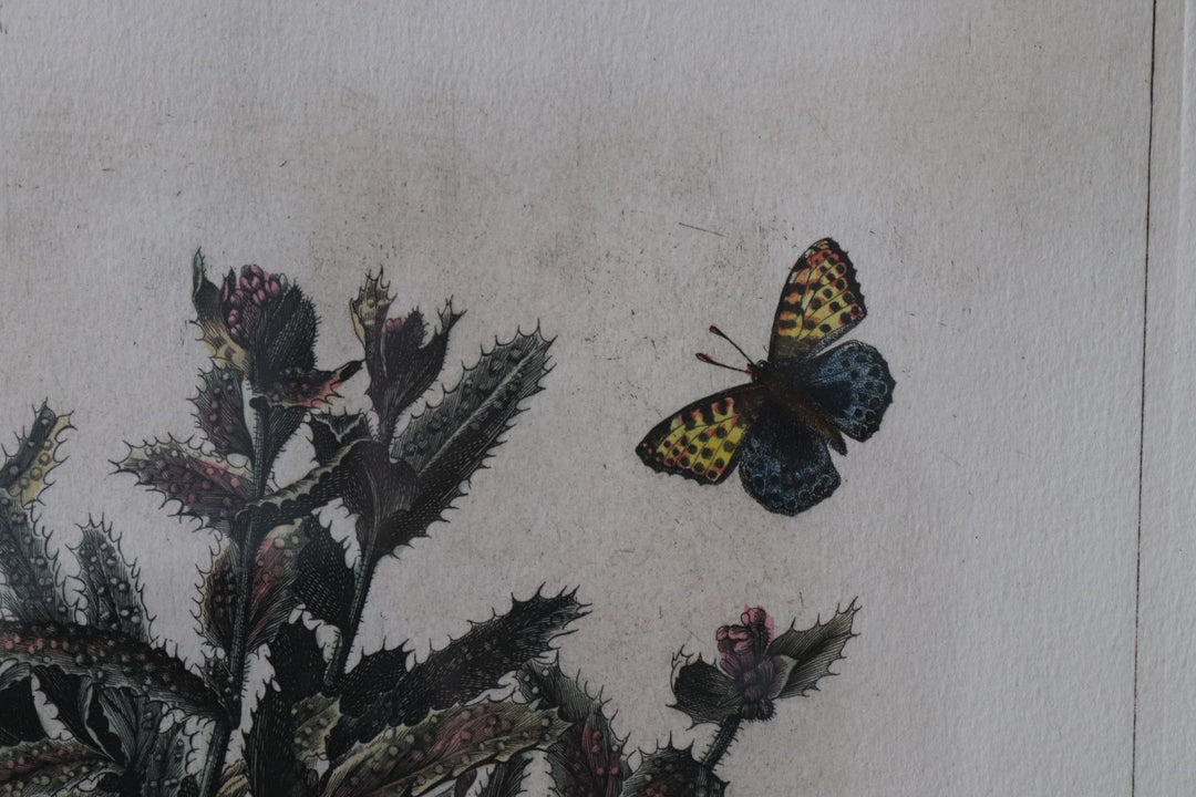 vintage french botanical "papillon" lithograph