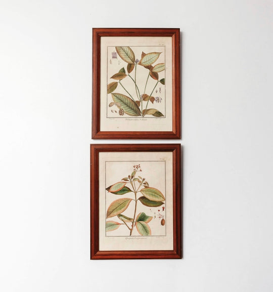 Antique French hand coloured botanical engraving