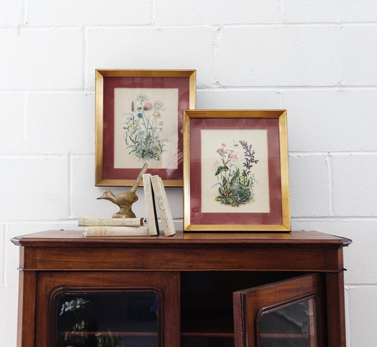 pair of vintage botanical studies, in the style of Patience Arnold