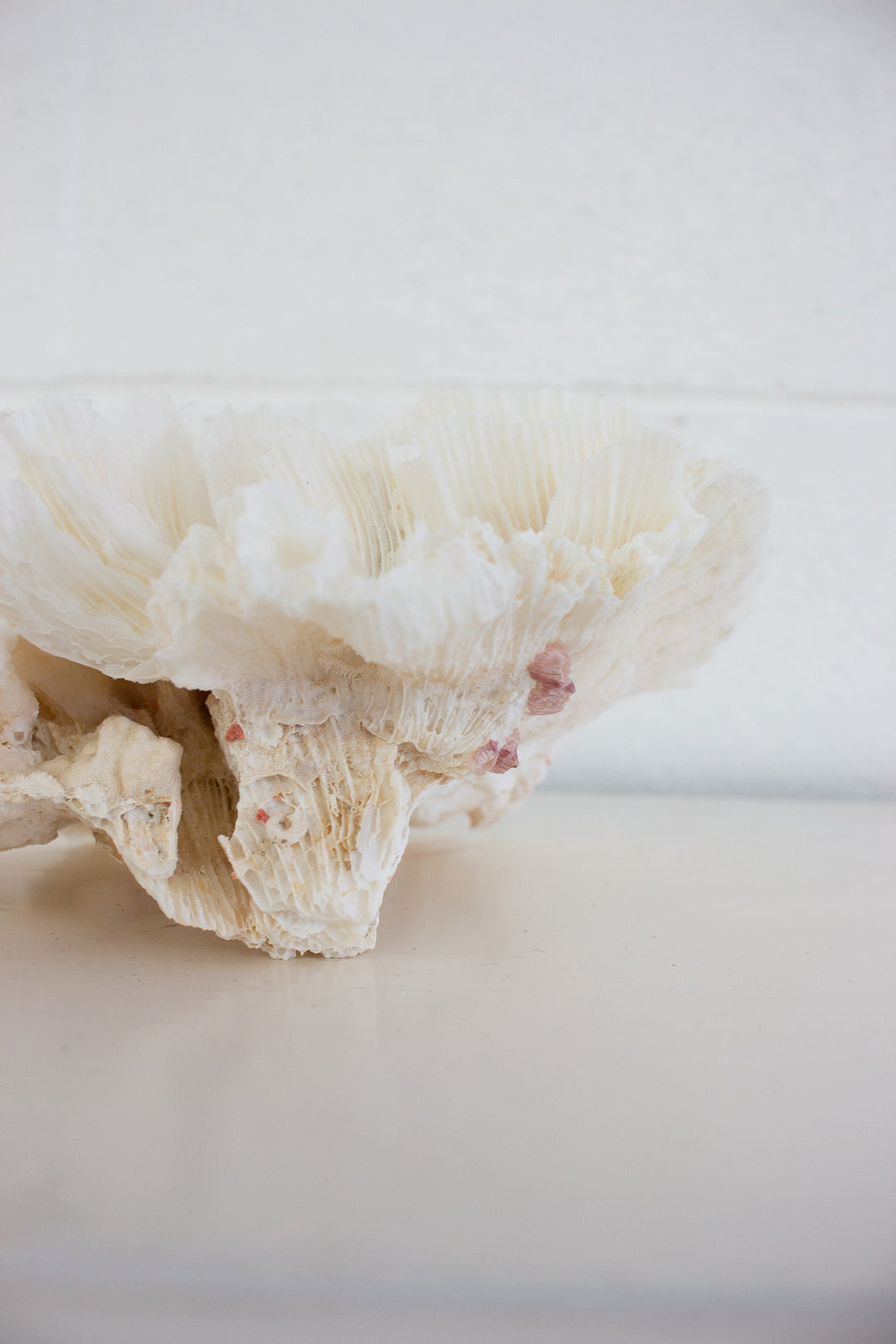 antique french lettuce coral