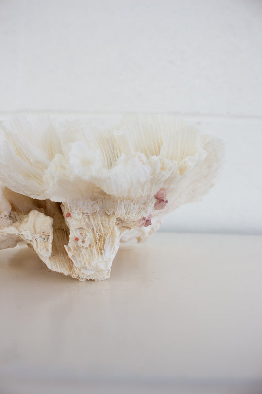 antique french lettuce coral