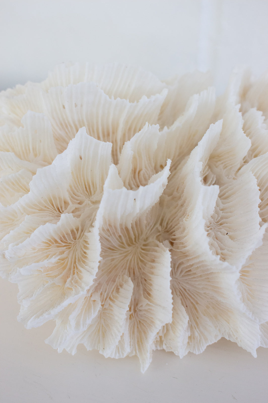 antique french lettuce coral