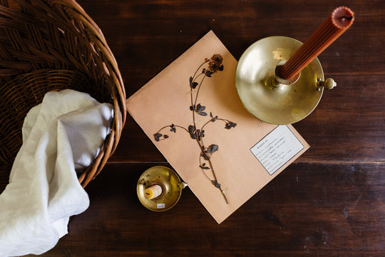 antique french botanical samples: unframed