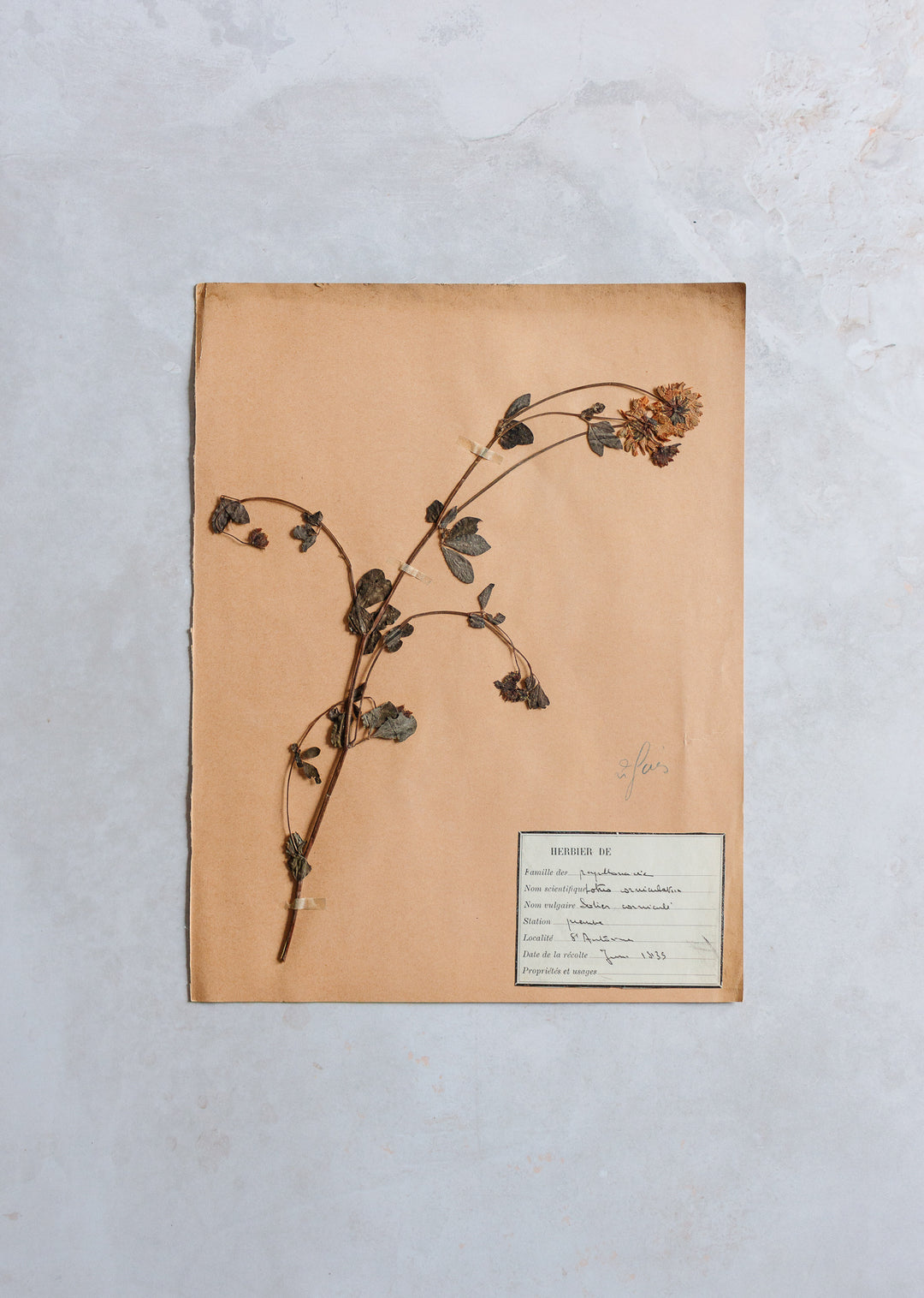 antique french botanical samples: unframed