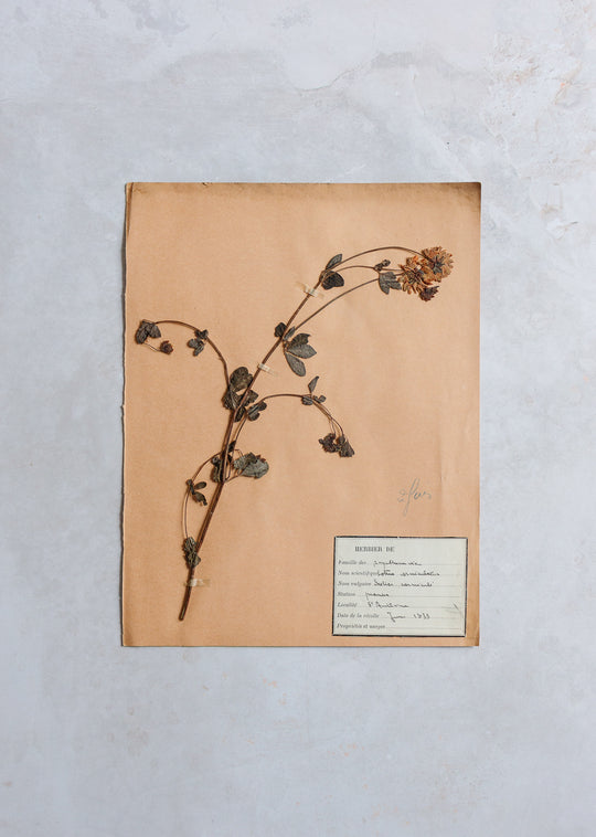 antique french botanical samples: unframed