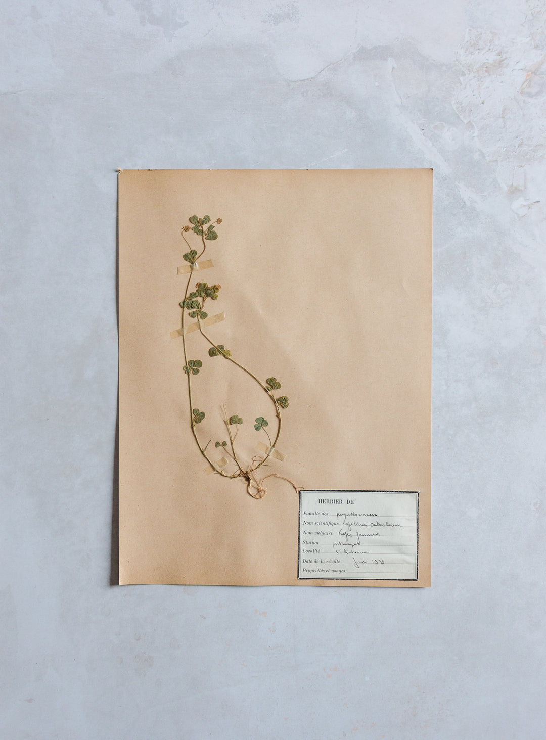 antique french botanical samples: unframed