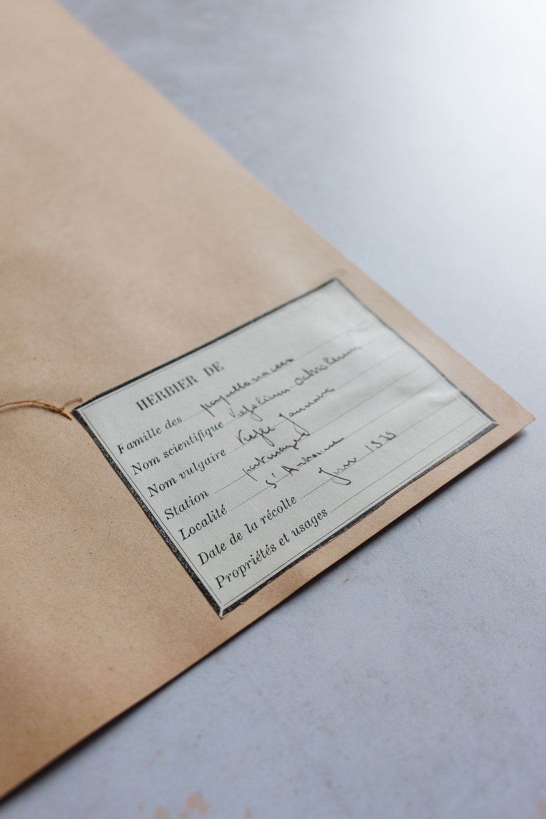 antique french botanical samples: unframed