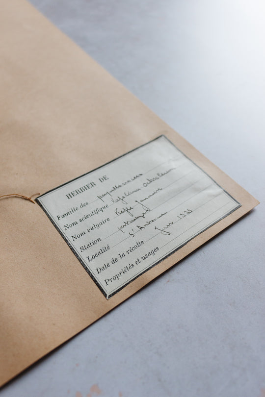 antique french botanical samples: unframed