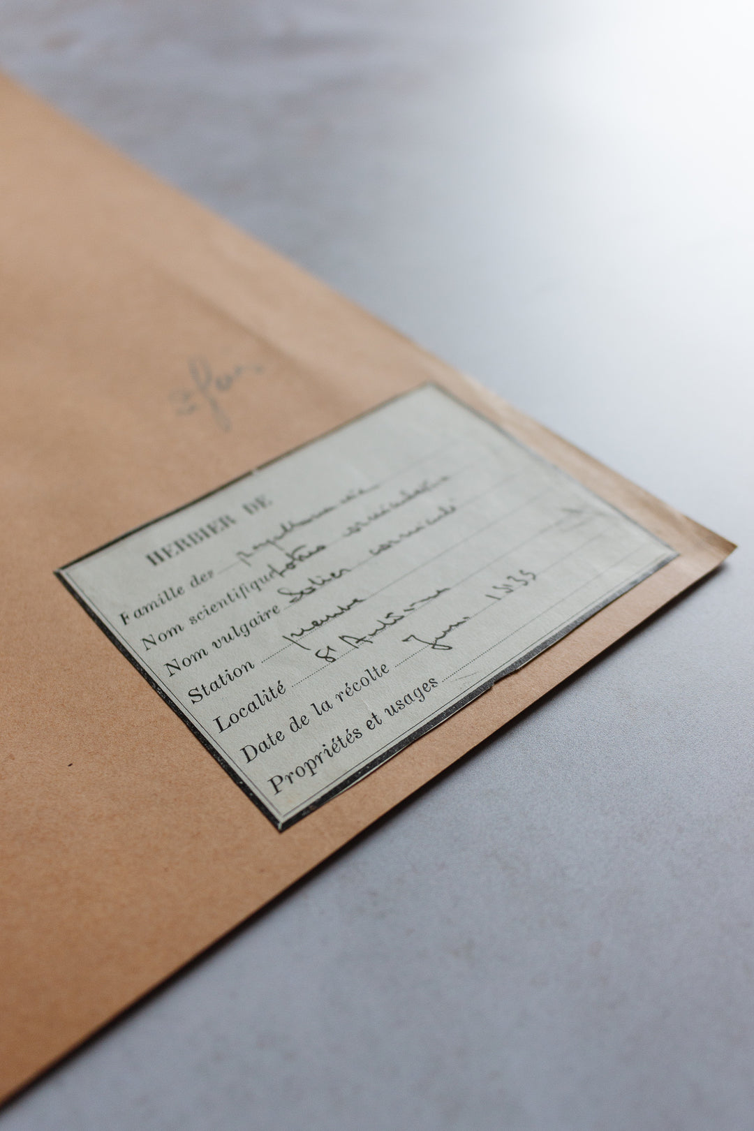 antique french botanical samples: unframed