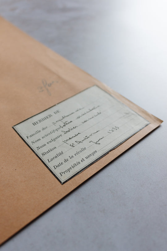 antique french botanical samples: unframed