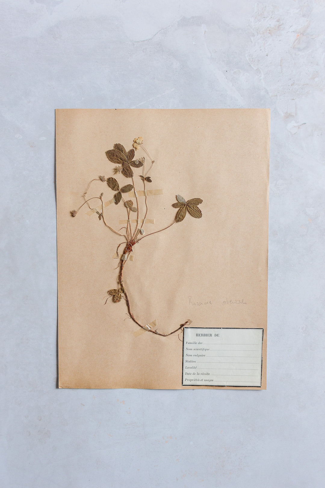 antique french botanical samples: unframed