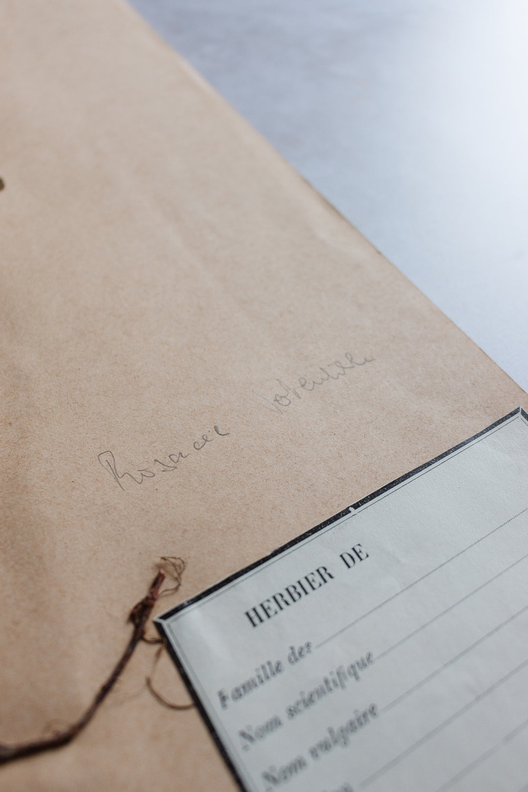 antique french botanical samples: unframed