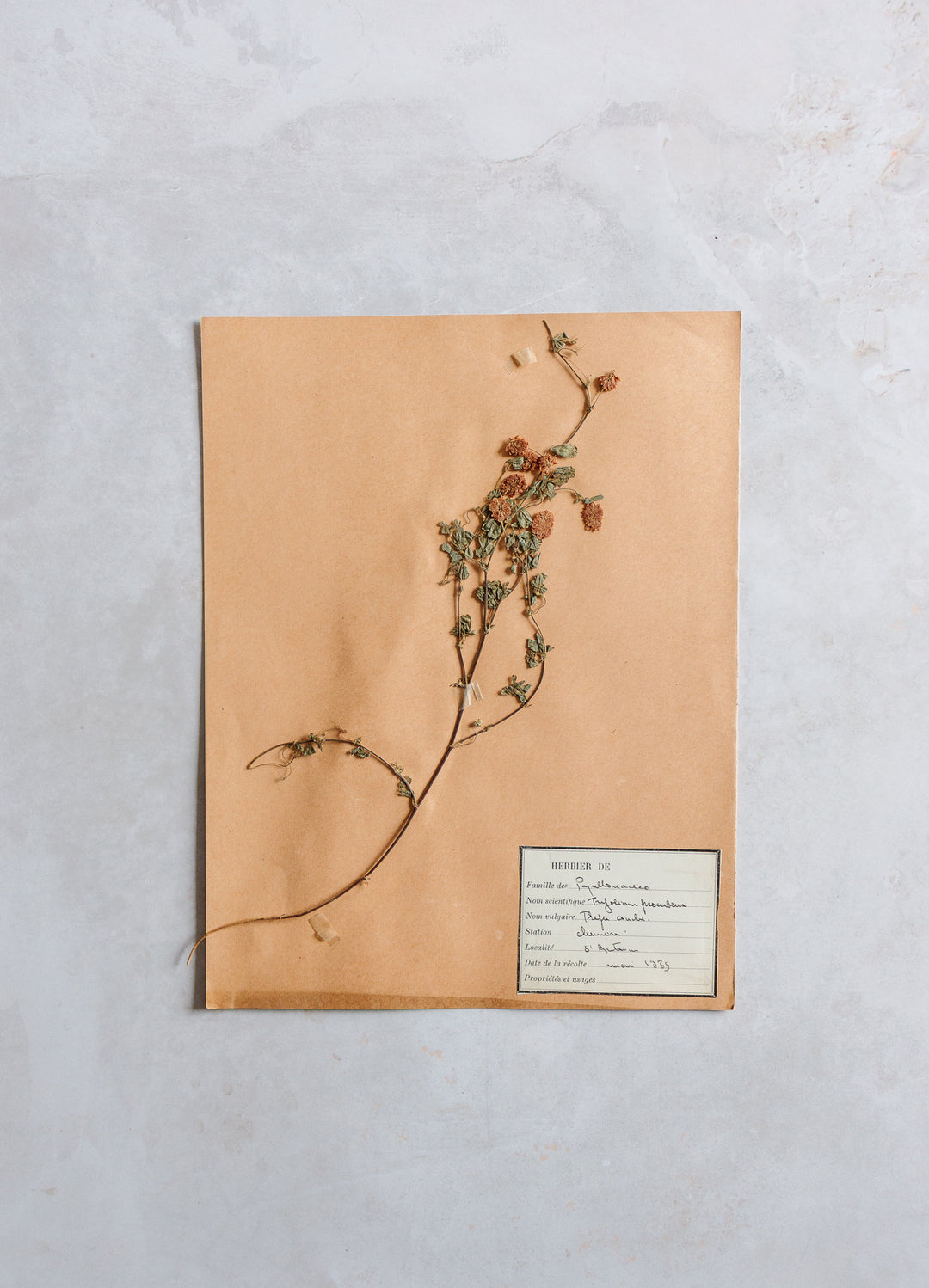 antique french botanical samples: unframed