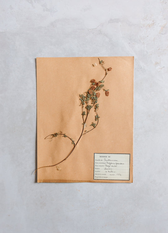 antique french botanical samples: unframed