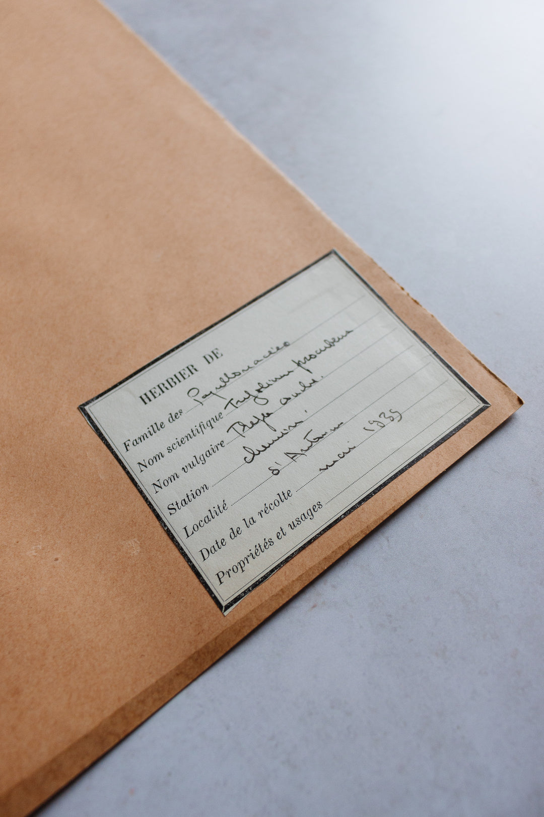 antique french botanical samples: unframed