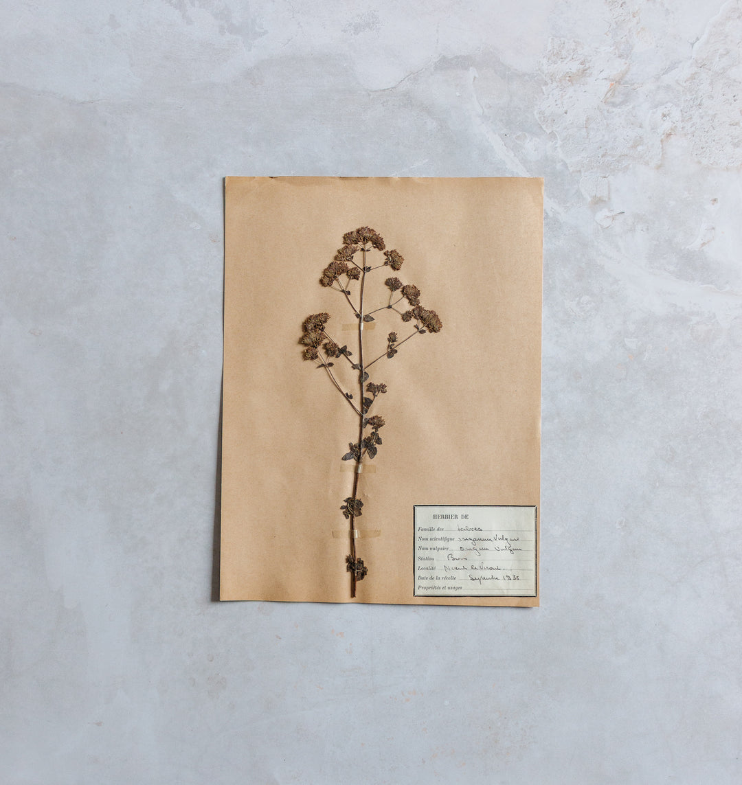 antique french botanical samples: unframed