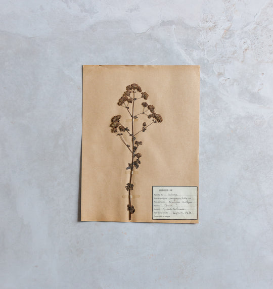 antique french botanical samples: unframed
