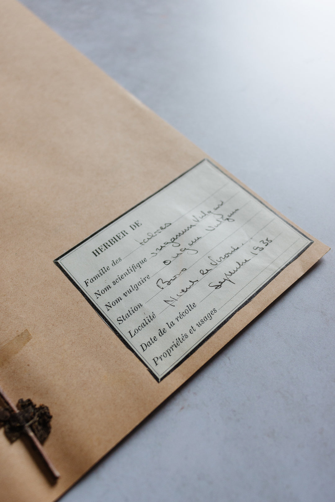 antique french botanical samples: unframed