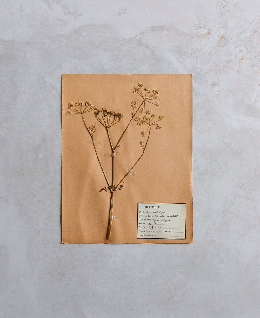 antique french botanical samples: unframed