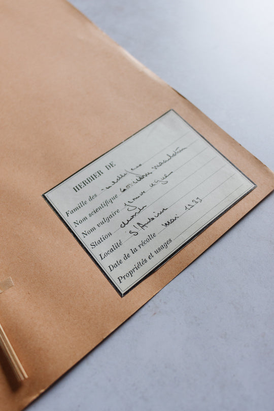 antique french botanical samples: unframed