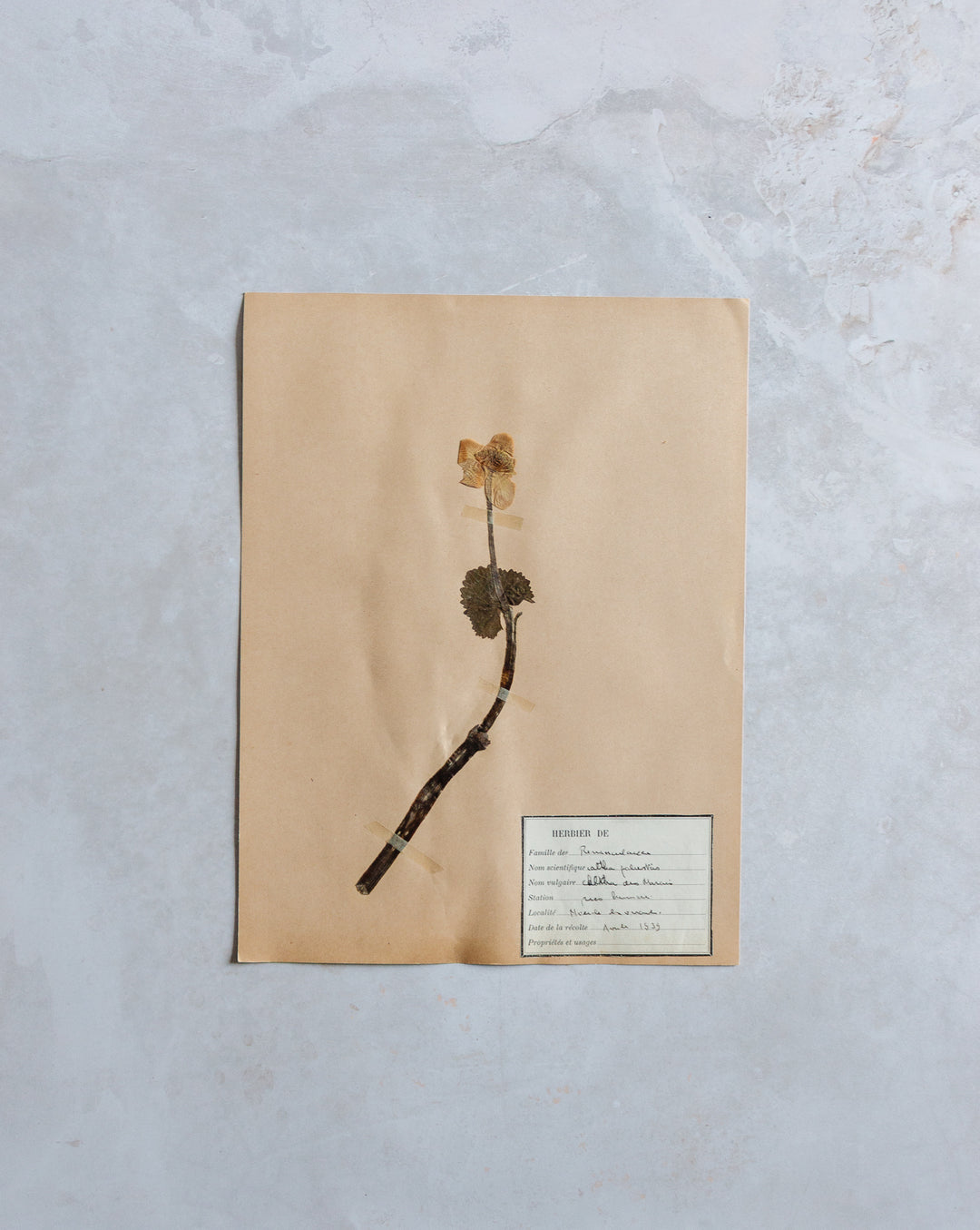 antique french botanical samples: unframed