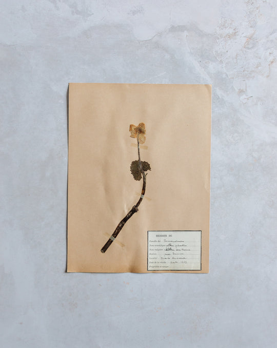 antique french botanical samples: unframed