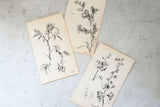 dessins de fleurs 1916, lot de 3
