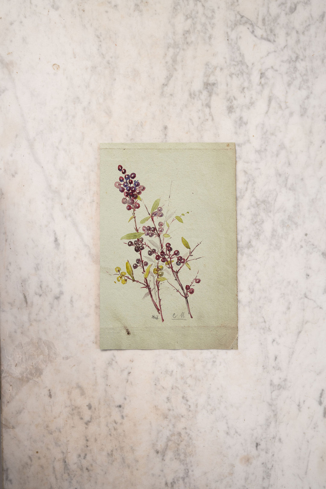 les baies violets