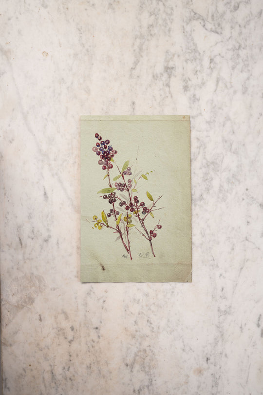 les baies violets
