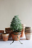 vintage French terra cotta flower pots