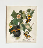 vintage Audubon prints