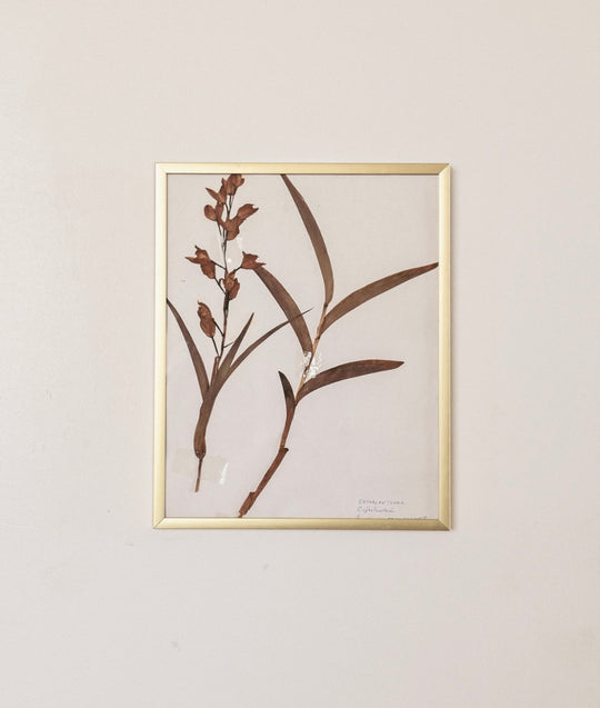 French framed botanical, “cephalanthera”