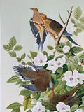 audubon “birds of america” white-crowned pigeon stamped print