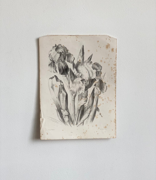 set of five “fleur” lithographs, Lemercier