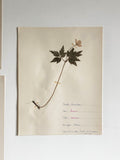 large vintage French botanical samples