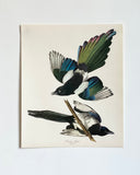vintage Audubon prints