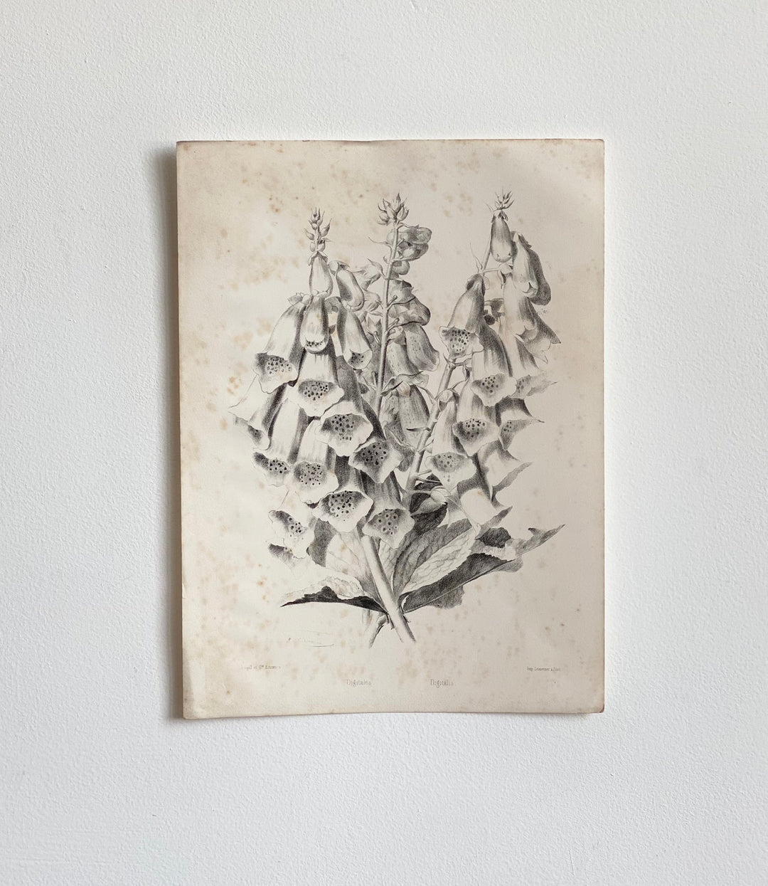 set of five “fleur” lithographs, Lemercier