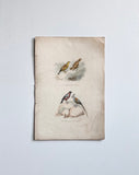 antique French ornithological engravings, hand coloured