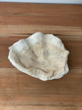 antique giant natural clam shell