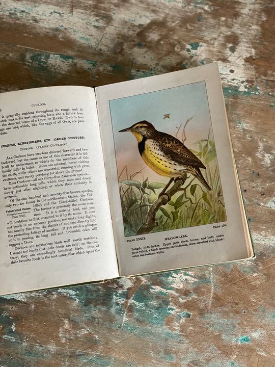 antique reference book, “bird life”