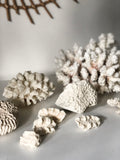 marine coral