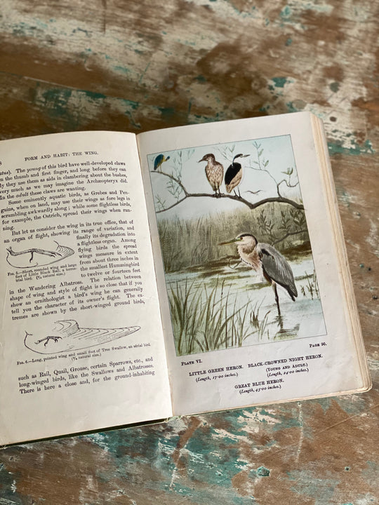 antique reference book, “bird life”