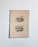 antique French ornithological engravings, hand coloured