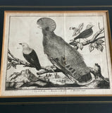 antique Bonnaterre ornithological engravings