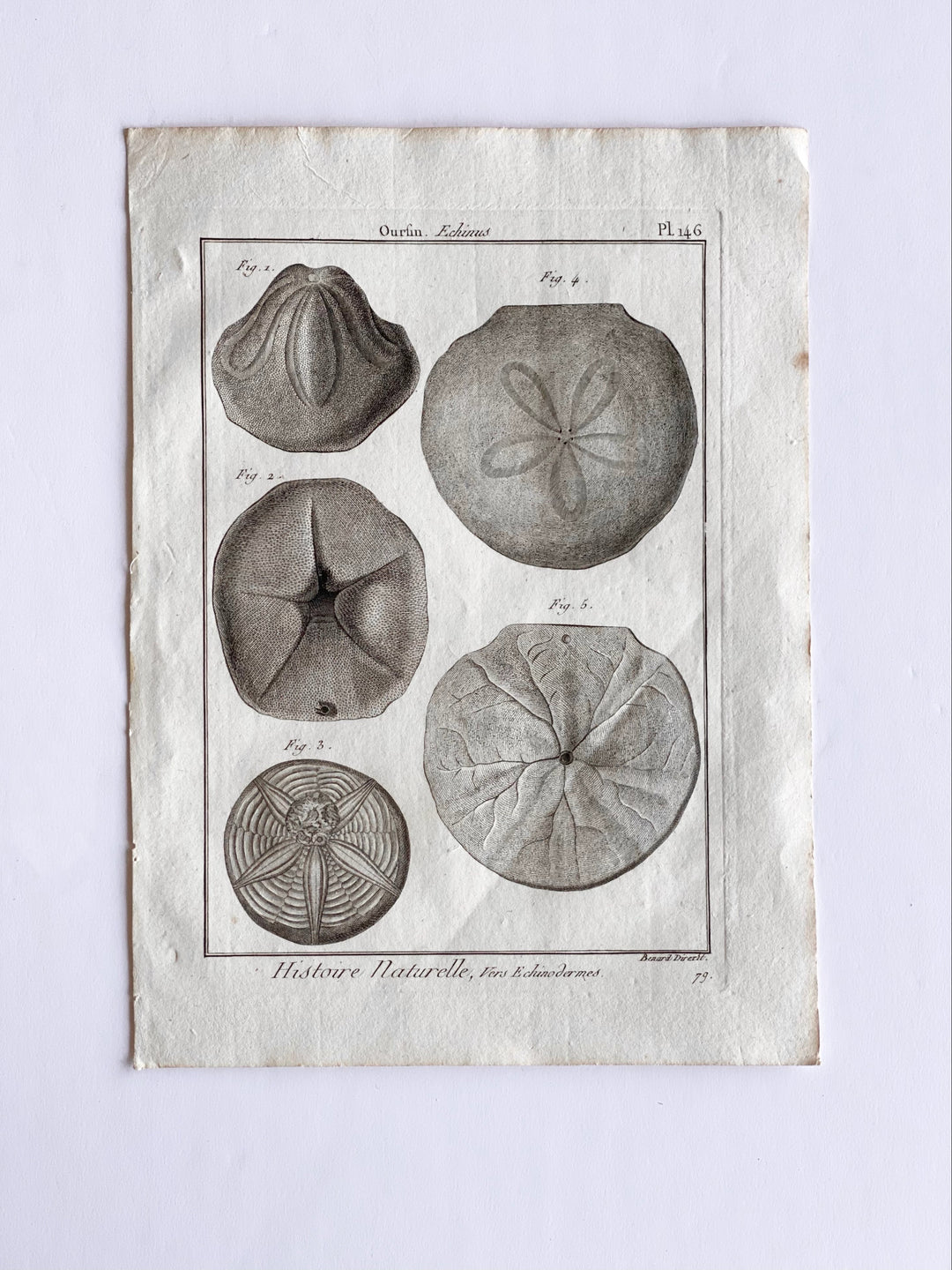 antique French “Histoire Naturelle” marine life engravings
