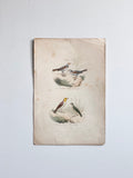 antique French ornithological engravings, hand coloured