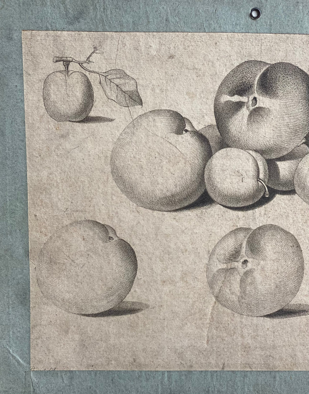 antique lithograph "les fruits"
