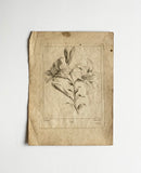 antique French botanical engravings